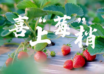 中國電信的信息技術(shù)正成為草莓種植戶拓展銷售、傳播口碑的新農(nóng)具_(dá)400.jpg
